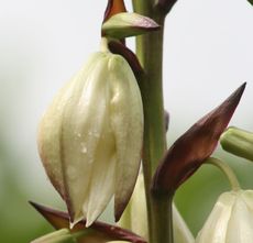Yucca-Blüte-079.jpg